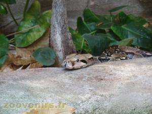 Boa constricteur