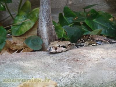 Boa constricteur - 2016