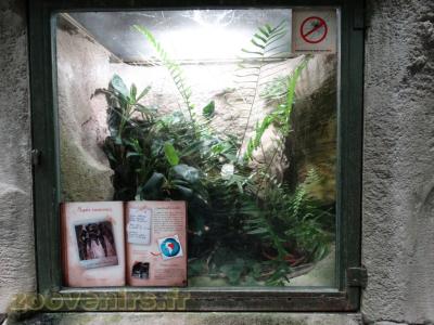 Mygale saumonée - 2016