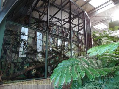 Singe hurleur noir - Tamarin empereur - 2016