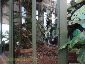 Singe hurleur noir - Tamarin empereur