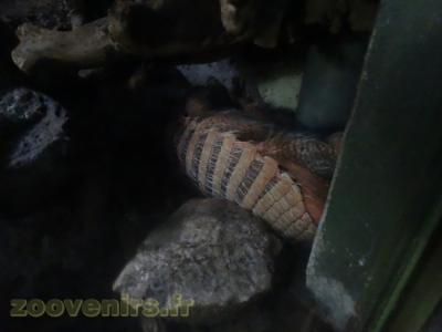 Tatou à 6 bandes - 2016