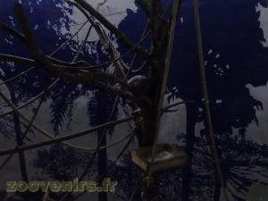 Coendou - Douroucouli à ventre gris