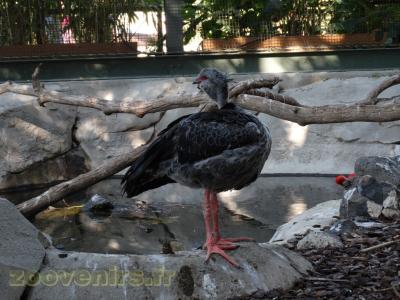 Chauna à collier - 2016