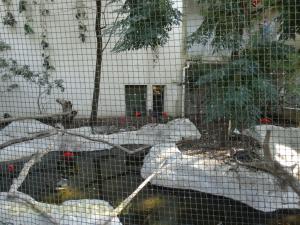 Ibis rouge - Chauna à collier