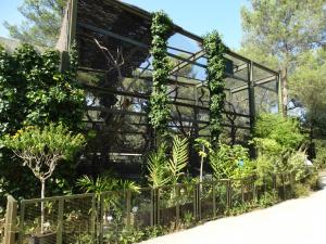 Ara de Buffon - Amazone à ailes oranges