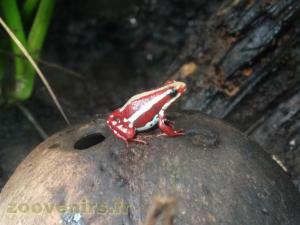Epipedobates tricolor