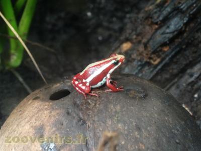 Epipedobates tricolor - 2016
