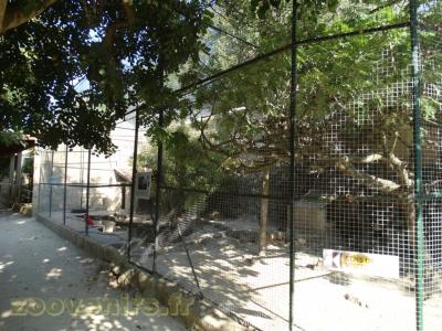 Ibis rouge - Mandarin