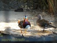  Canard Mandarin