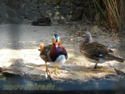  Canard Mandarin