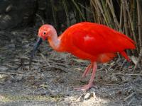 Ibis rouge