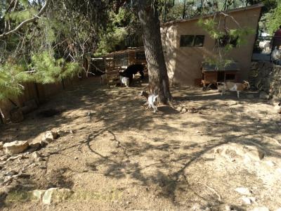 Chèvre naine - Lama