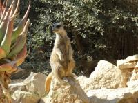 Suricate