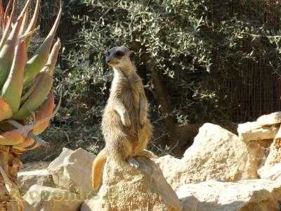 Suricate