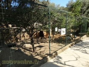 Demoiselle de Numidie - Ibis sacré