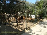 Demoiselle de Numidie - Ibis sacré