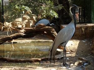 Demoiselle de Numidie