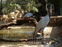 Demoiselle de Numidie