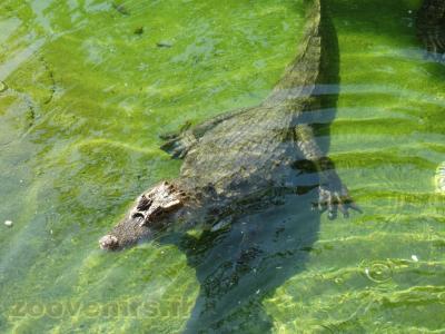 Caïman à lunettes 