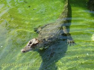Caïman à lunettes 