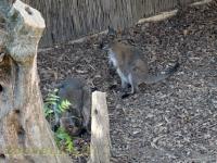 Wallaby de Bennett