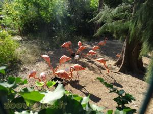 Flamant rose