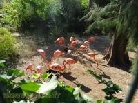 Flamant rose