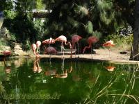 Flamant rose