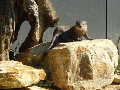 Loutre d'Asie