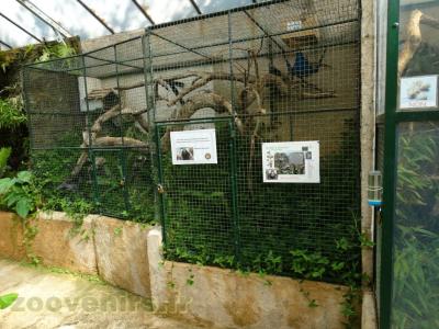 Ouistiti à pinceaux