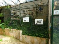 Ouistiti à pinceaux