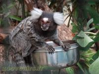 Ouistiti à pinceaux