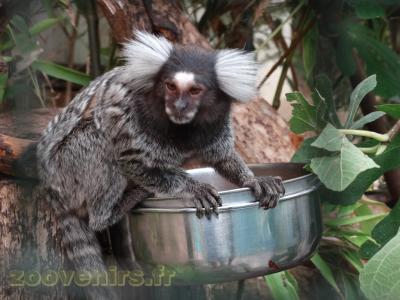 Ouistiti à pinceaux