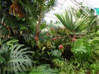 Serre tropicale