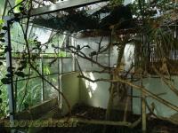 Ouistiti à pinceaux