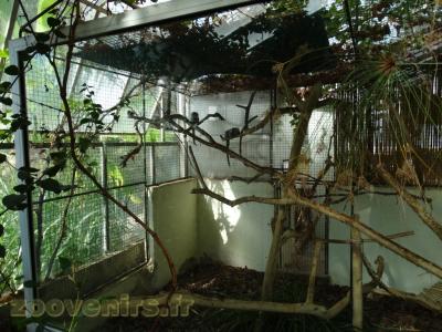 Ouistiti à pinceaux