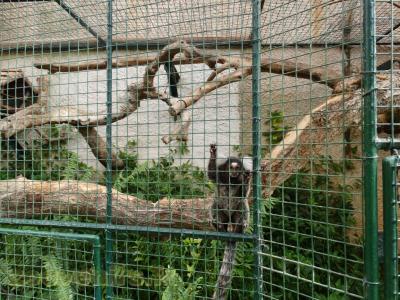 Ouistiti à pinceaux