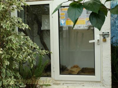 Couleuvre à gouttelettes