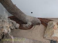 Couleuvre à gouttelettes