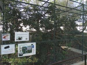 Ouistiti à pinceaux