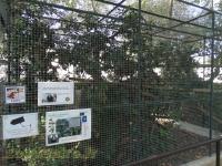 Ouistiti à pinceaux