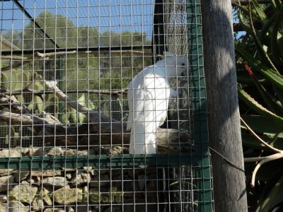 Cacatoès à huppe jaune  