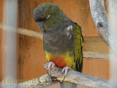 Perruche de Patagonie