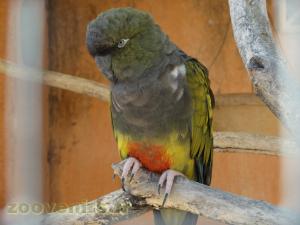 Perruche de Patagonie