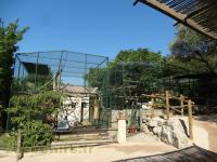 Capucin - Maki catta