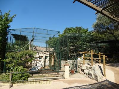 Capucin - Maki catta