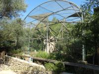 Gibbon à mains blanches
