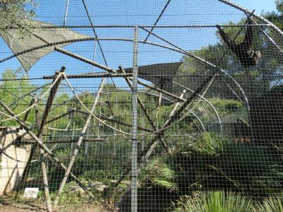 Gibbon à mains blanches