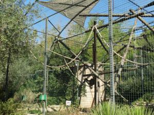 Gibbon à mains blanches